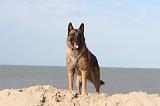 MALINOIS 084